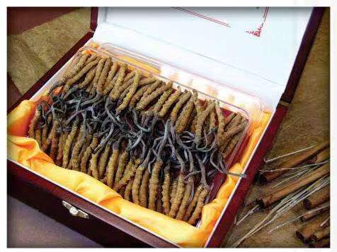 东路镇冬虫夏草回收